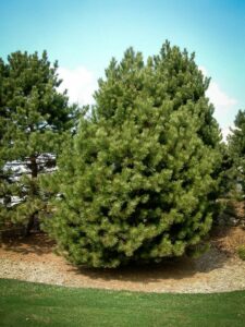 Сосна Чёрная (Pinus Nigra) купить по цене от 270.00р. в интернет-магазине «Посадика» с доставкой почтой в в Воркутае и по всей России – [изображение №1].