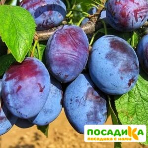 Слива Чачакская ранняя купить по цене от 229.00р. в интернет-магазине «Посадика» с доставкой почтой в в Воркутае и по всей России – [изображение №1].