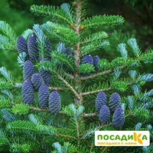 Пихта корейская (Abies koreana) купить по цене от 450.00р. в интернет-магазине «Посадика» с доставкой почтой в в Воркутае и по всей России – [изображение №1].