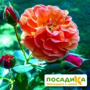 Роза Арабия купить по цене от 350.00р. в интернет-магазине «Посадика» с доставкой почтой в в Воркутае и по всей России – [изображение №1].