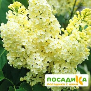 Сирень Примроуз (Primrose) купить по цене от 529.00р. в интернет-магазине «Посадика» с доставкой почтой в в Воркутае и по всей России – [изображение №1].