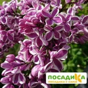 Сирень Сенсация купить по цене от 529.00р. в интернет-магазине «Посадика» с доставкой почтой в в Воркутае и по всей России – [изображение №1].