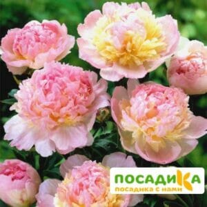 Пион Распберри Сандей (Paeonia Raspberry Sundae) купить по цене от 959р. в интернет-магазине «Посадика» с доставкой почтой в в Воркутае и по всей России – [изображение №1].