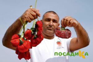 Клубника Гигант Джорнея купить по цене от 266р. в интернет-магазине «Посадика» с доставкой почтой в в Воркутае и по всей России – [изображение №1].