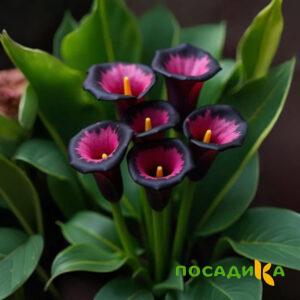 Калла Аура Лейс купить по цене от 400р. в интернет-магазине «Посадика» с доставкой почтой в в Воркутае и по всей России – [изображение №1].