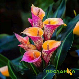 Калла Оникс купить по цене от 450р. в интернет-магазине «Посадика» с доставкой почтой в в Воркутае и по всей России – [изображение №1].