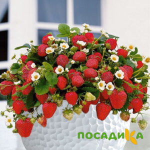 Клубника Рубиновый Шепот (горшечная) купить по цене от 240р. в интернет-магазине «Посадика» с доставкой почтой в в Воркутае и по всей России – [изображение №1].