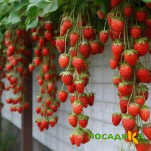 Клубника вьющаяся Комплимент купить по цене от 470р. в интернет-магазине «Посадика» с доставкой почтой в в Воркутае и по всей России – [изображение №1].