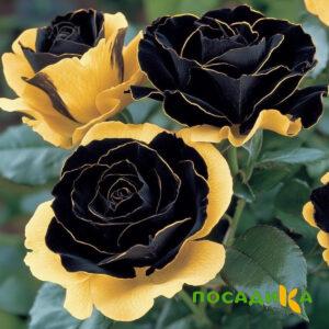 Роза Ханни Сикл купить по цене от 700р. в интернет-магазине «Посадика» с доставкой почтой в в Воркутае и по всей России – [изображение №1].
