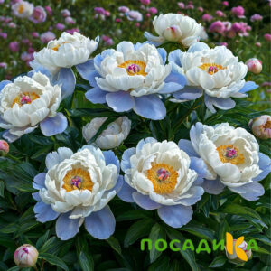 Пион акварельный Этюд купить по цене от 806р. в интернет-магазине «Посадика» с доставкой почтой в в Воркутае и по всей России – [изображение №1].