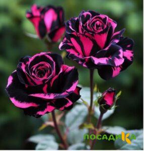 Роза Багровый Шепот купить по цене от 366р. в интернет-магазине «Посадика» с доставкой почтой в в Воркутае и по всей России – [изображение №1].
