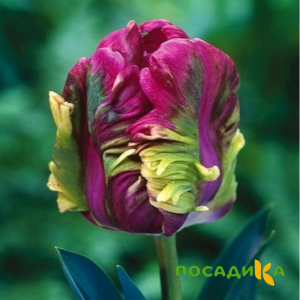 Тюльпан Экзотик Хэвен купить по цене от 186р. в интернет-магазине «Посадика» с доставкой почтой в в Воркутае и по всей России – [изображение №1].